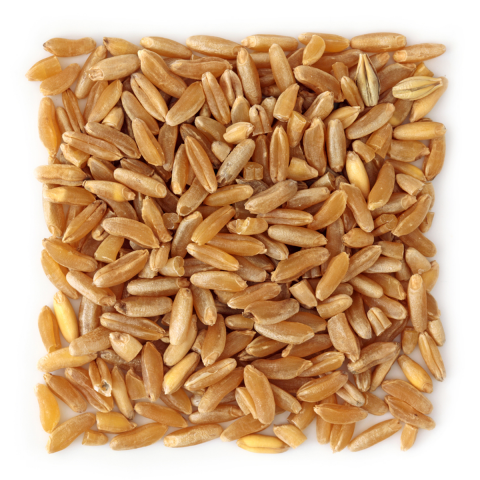 Organic Feed Wheat - Ecoder Mersin