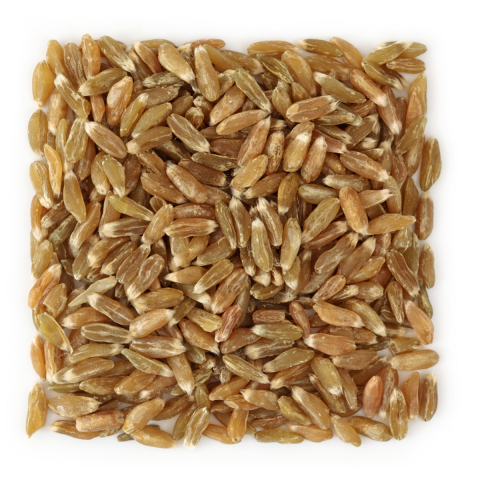 Organic Durum Wheat - Ecoder Mersin