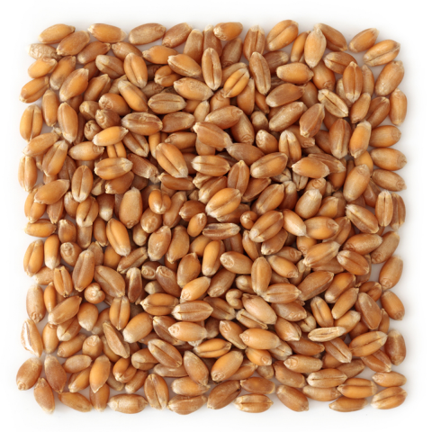 Organic Milling Wheat - Ecoder Mersin