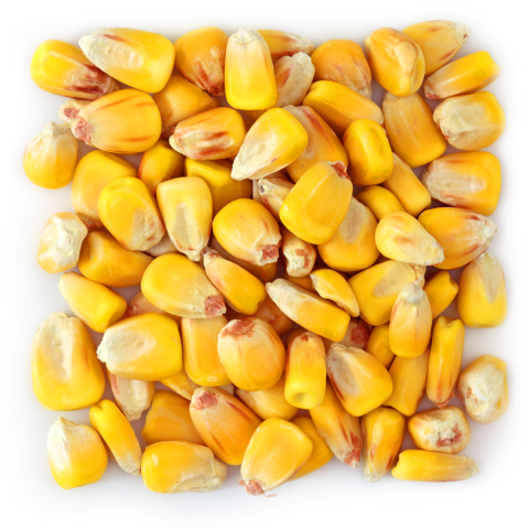 Organic Corn - Ecoder Mersin